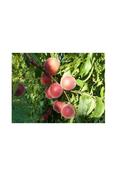 Персик пізнього дозрівання ‘Роял Естет’ на підщепі алича